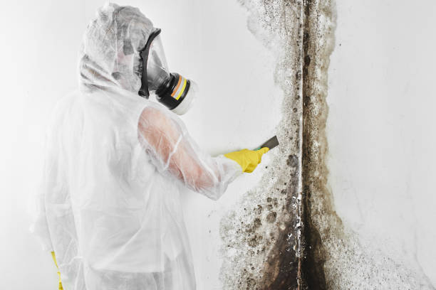 Professional Mold Removal in Catasauqua, PA