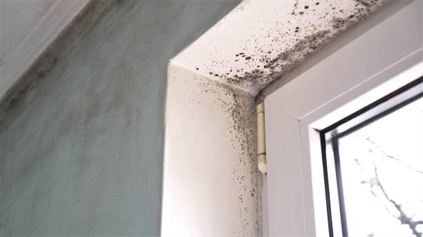 Mold Removal Process in Catasauqua, PA