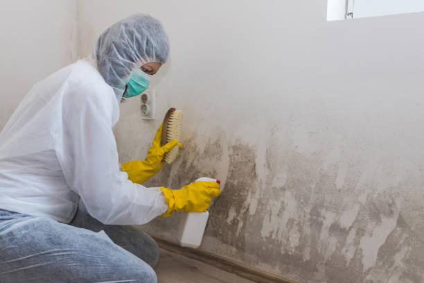 Best Mold Removal Process  in Catasauqua, PA