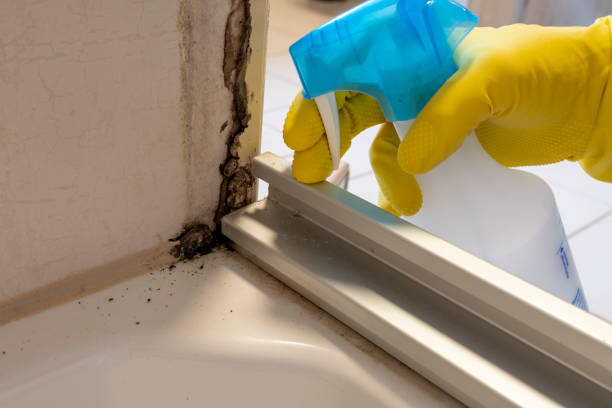 Best Local Mold Removal Service  in Catasauqua, PA
