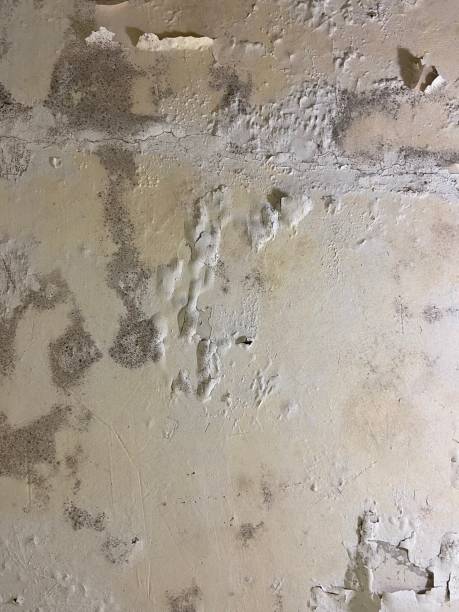 Best Mold Cleaning Services  in Catasauqua, PA