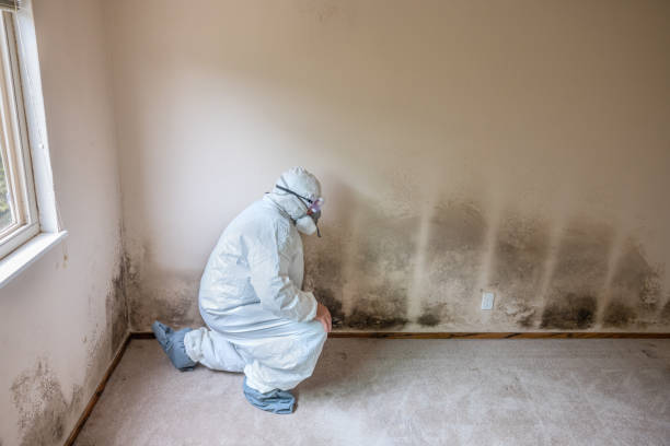 Best Mold Remediation Experts  in Catasauqua, PA