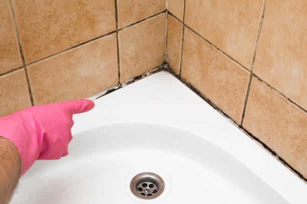 Best Black Mold Removal  in Catasauqua, PA